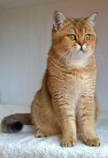 Клубные британские котята