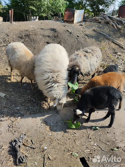 Овцы, ягнята, кролики