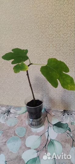 Инжир комнатный Браун Туркей