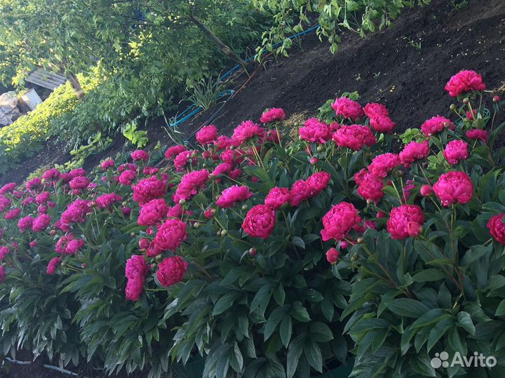 Саженцы пионов морозостойких