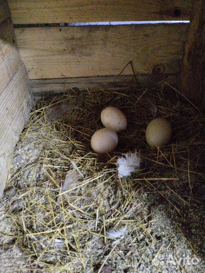 Инкубационное яйцо индоутки