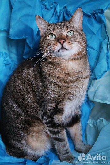 Полосатая кошка Ириска в добрые руки