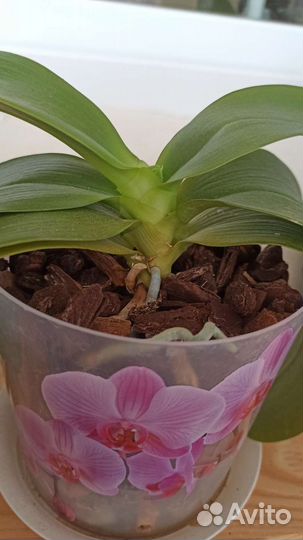 Орхидея фаленопсис