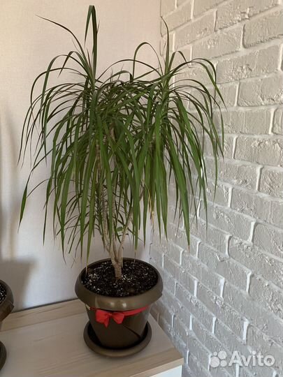 Драцена Маргината (окаймлённая)