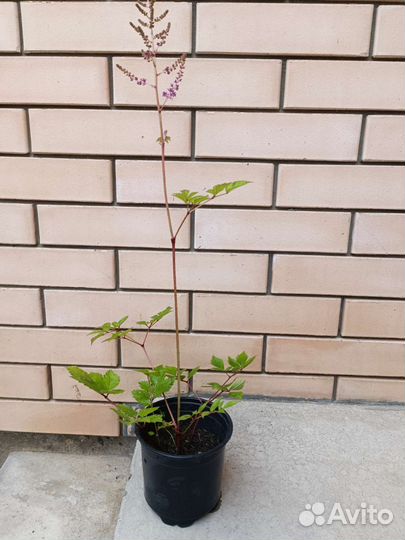 Рассада цветы