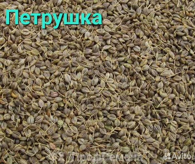 Петрушка листовая Итальянский гигант