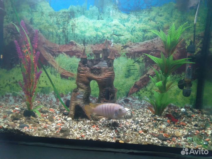 Аквариум 145л.+ 2 рыбки