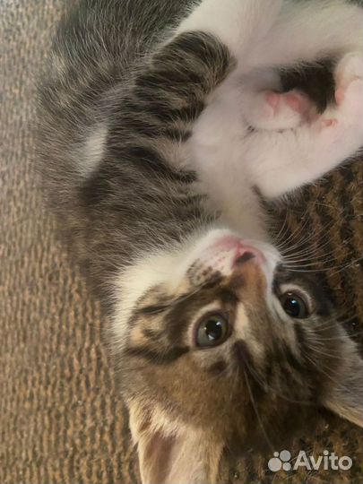 Котята в дар