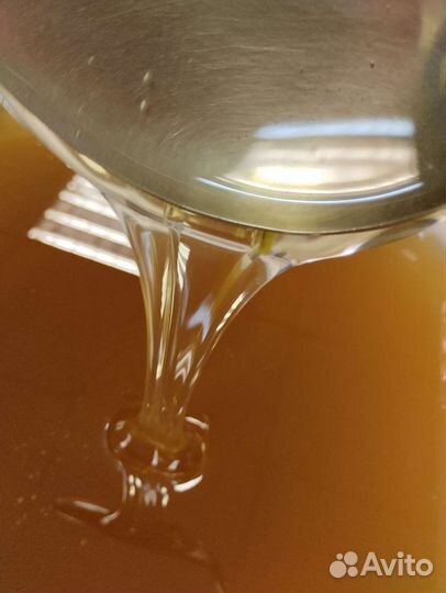 Мёд Липовый (Д.Восток), 2023