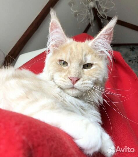 Мейн-кун девченки