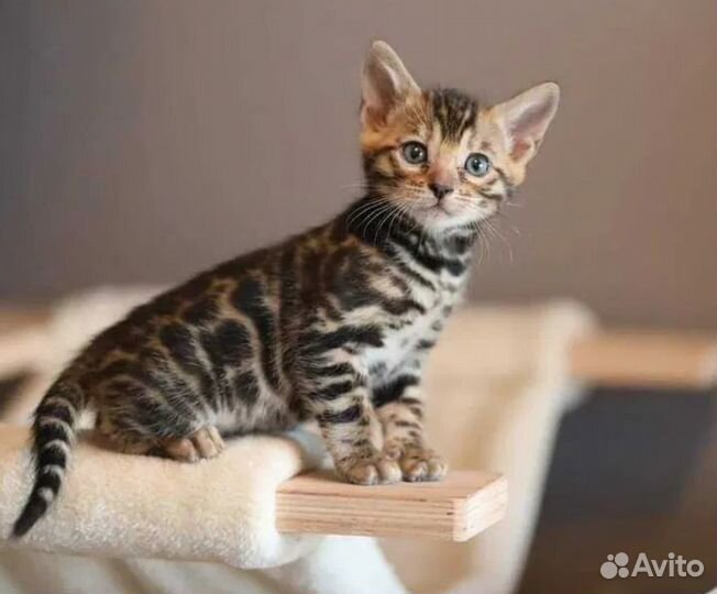 Бенгальские котята