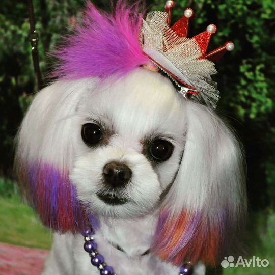 Грумер, груминг собак, стрижка собак,стрижка йорка