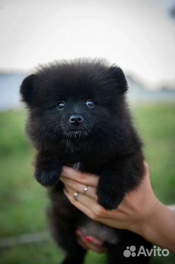 Померанский шпиц мини щенок