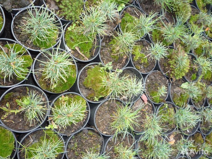 Кедровый стланик (Pinus pumila)