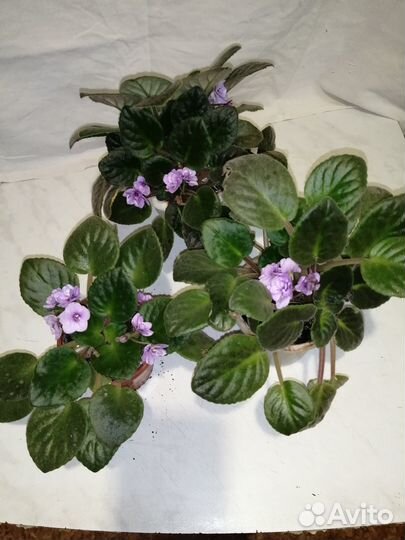 Фиалка в горшках