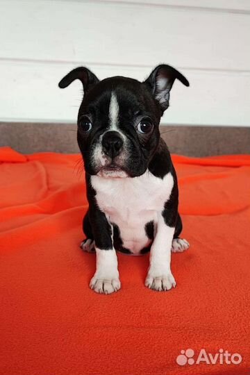 Бостон терьер щенки