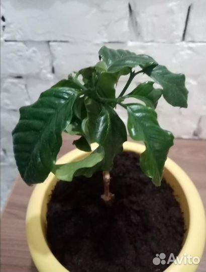 Кофе арабика растение