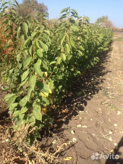 Плодовые деревья, кустарники