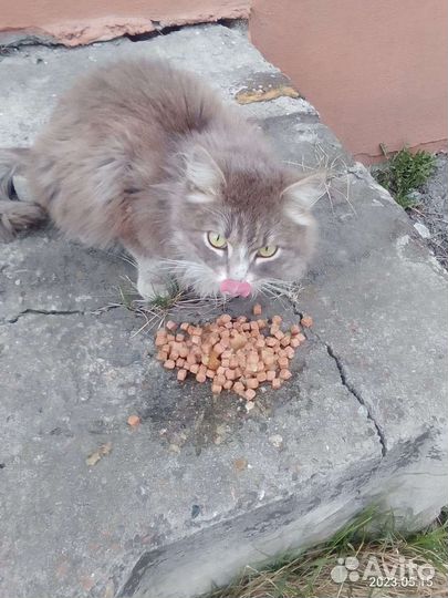 Котик в свой дом