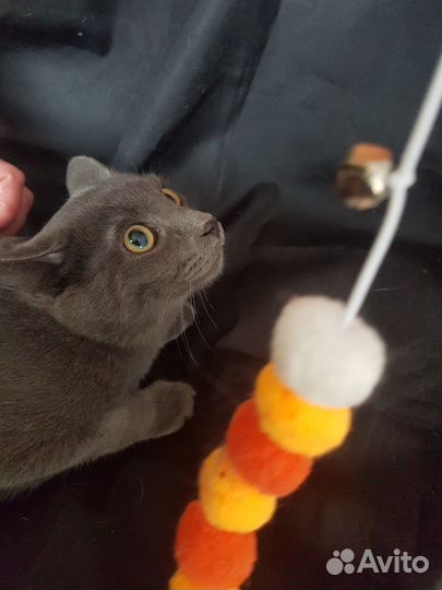 Молодой кот