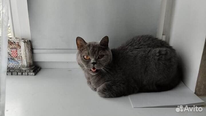 Кошка британка