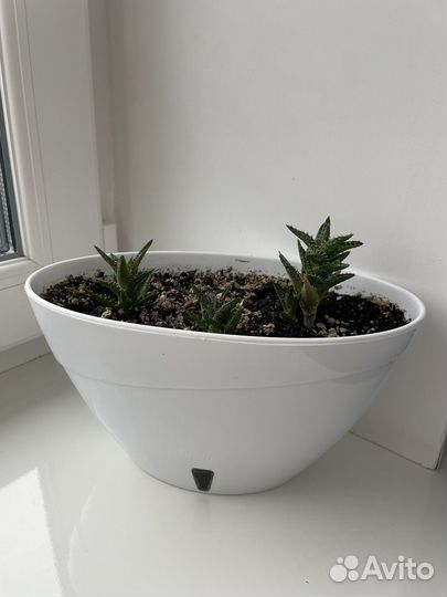 Алоэ древовидное