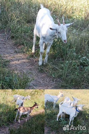 Козочки молочные