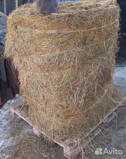 Сено в тюках