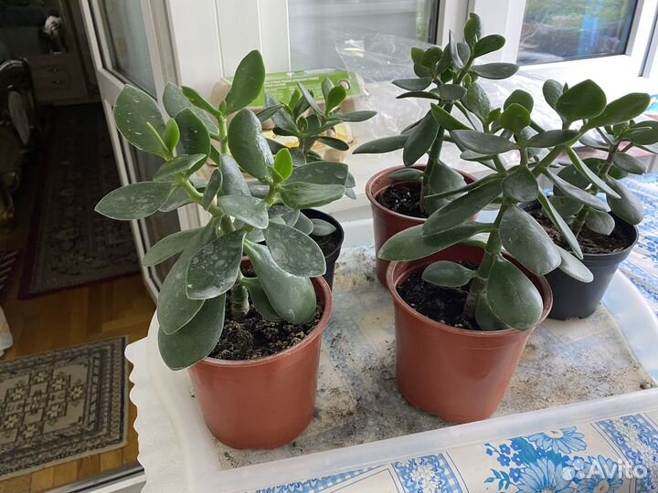 Денежное дерево толстянка