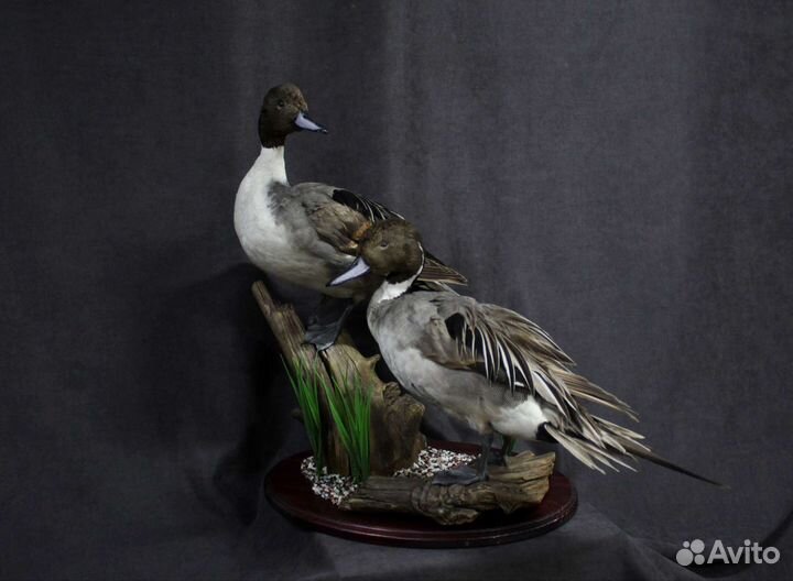 Таксидермия птиц изготовление чучел, трофеев