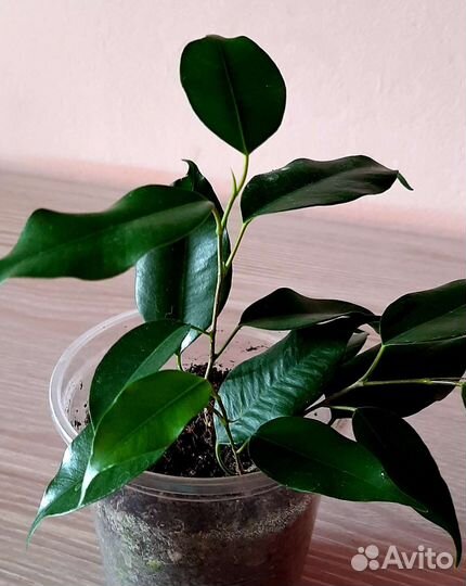 Комнатные цветы