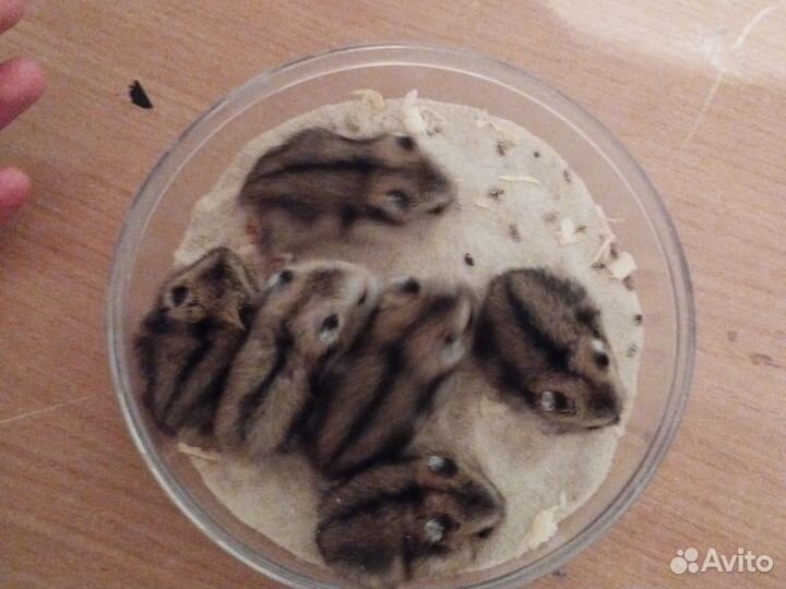 Джунгарский хомяк