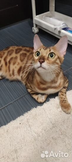 Бенгальская кошка