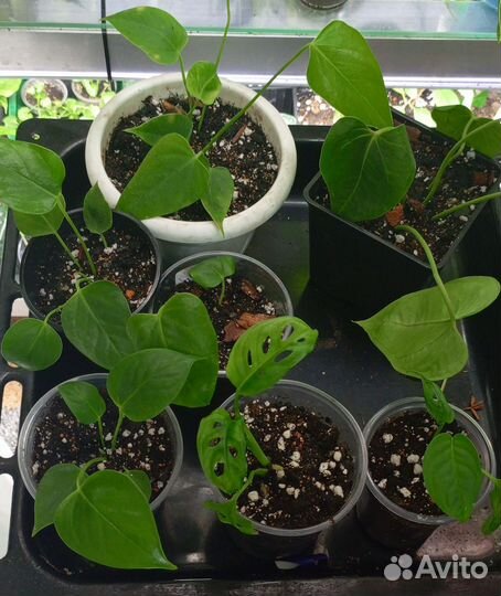 Антуриумы, монстера манки, ринг оф файер