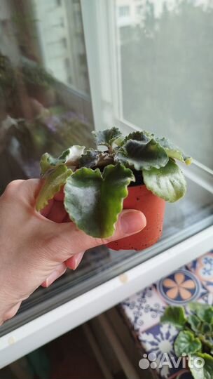 Фиалка Сенполия