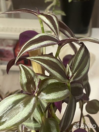 Традесканция зебрина комнатные растения
