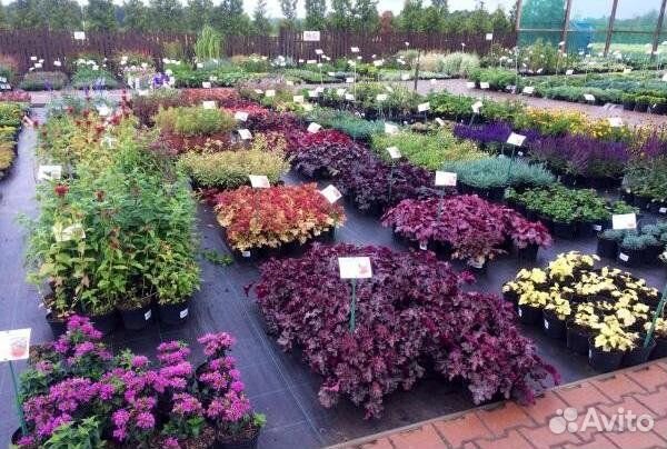 Помощник по хозяйству в теплицы с проживанием