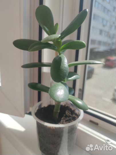 Толстянка, Денежное дерево, Крассула