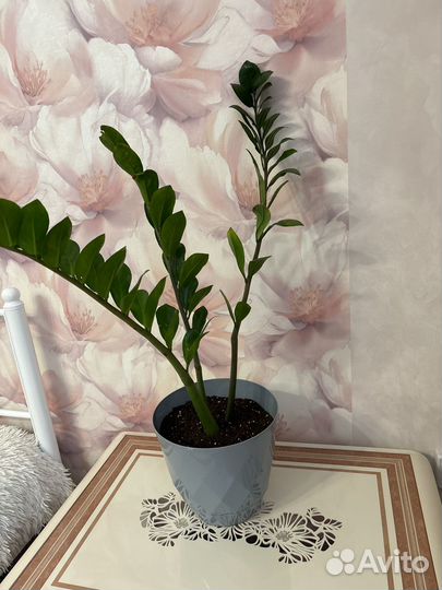 Замиокулькас