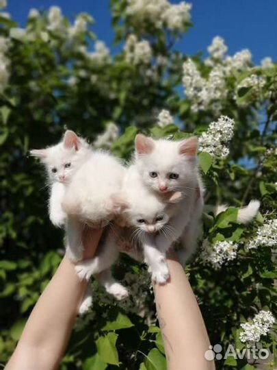 Турецкая ангора