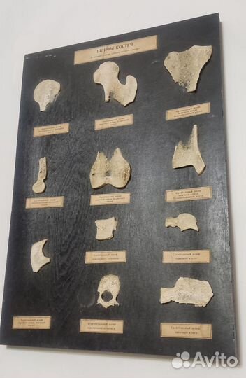 Шлифы костей (наглядное пособие)