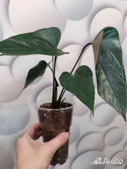 Антуриум Джамбо Блек