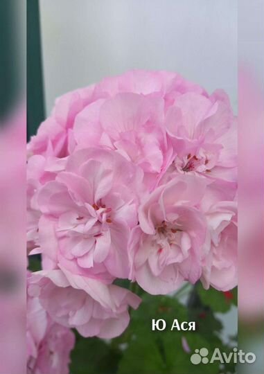 Пеларгония Ю Ася