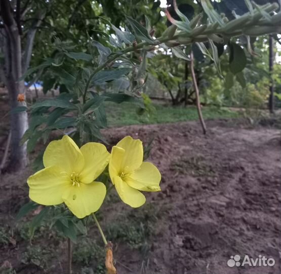 Энотера, лунник жёлтый, лунный цветок