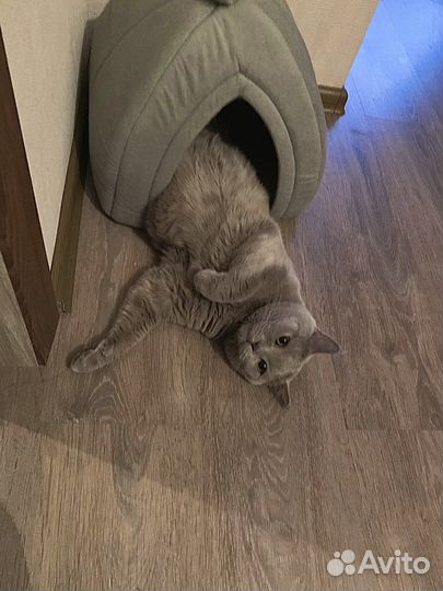 Британский кот на вязку