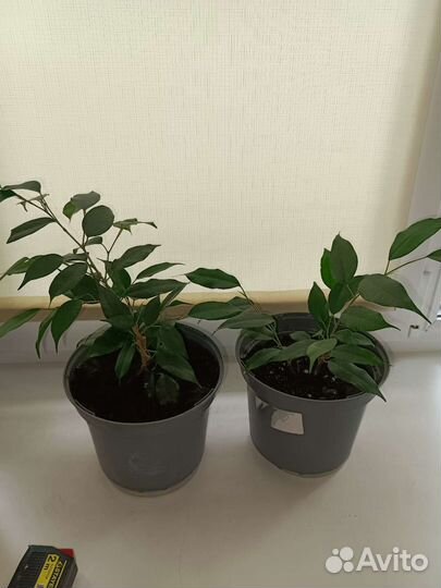 Фикус бенджамина