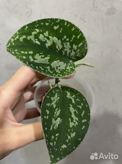 Сциндапсус