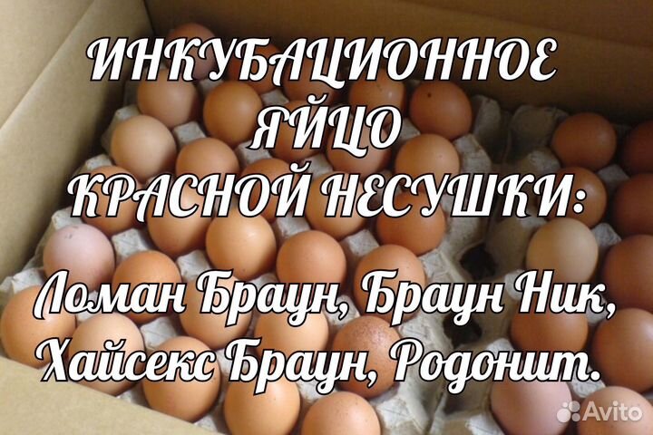 Инкубационное яйцо. Цыплята