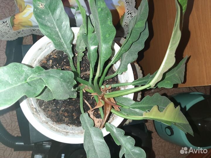 Филодендрон ринг оф файер