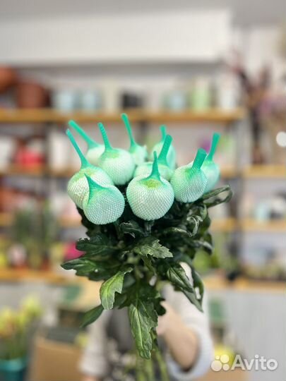 Цветы:Хризантема